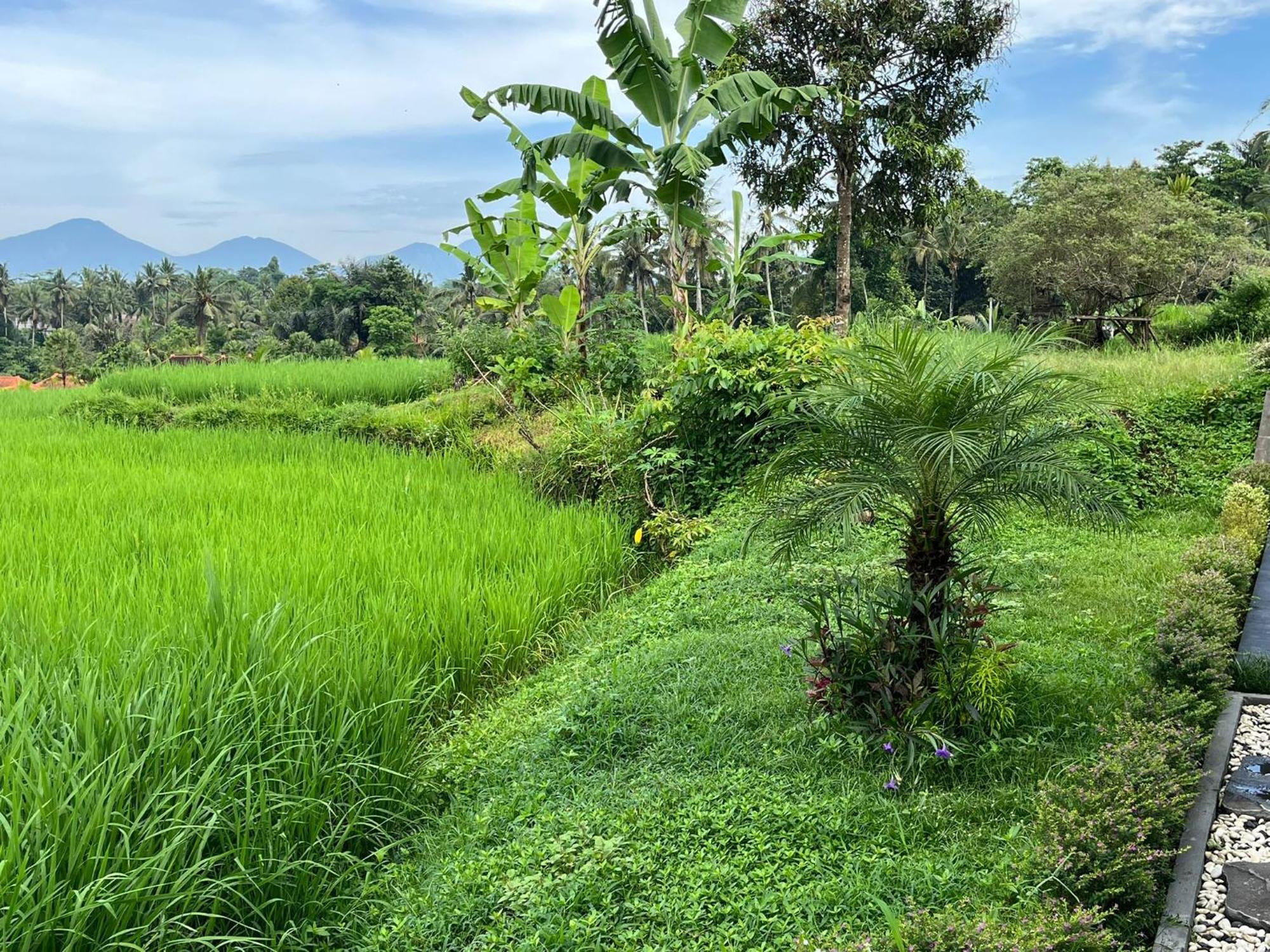 Maple Ridge Ubud Villas المظهر الخارجي الصورة