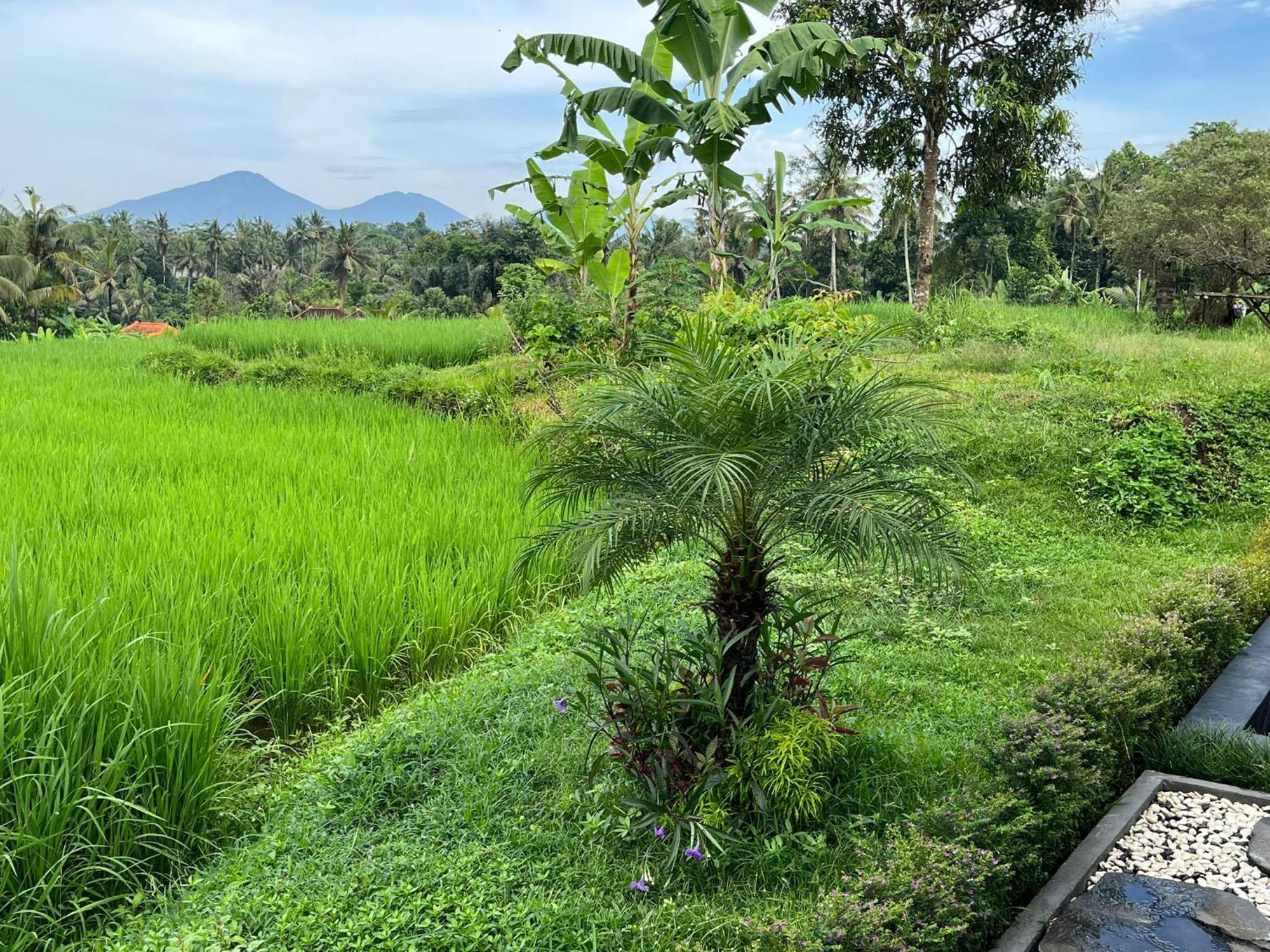 Maple Ridge Ubud Villas المظهر الخارجي الصورة